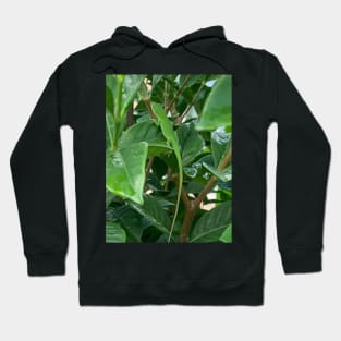 Green anole Hoodie